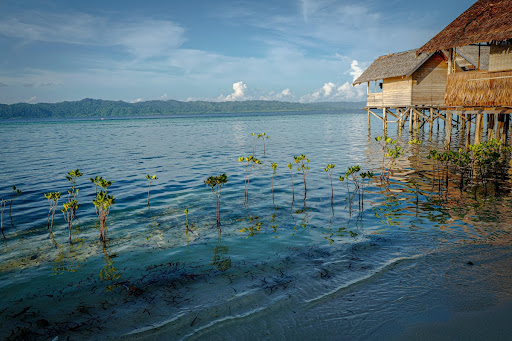 Young mangrove trees in West Papua, Indonesia