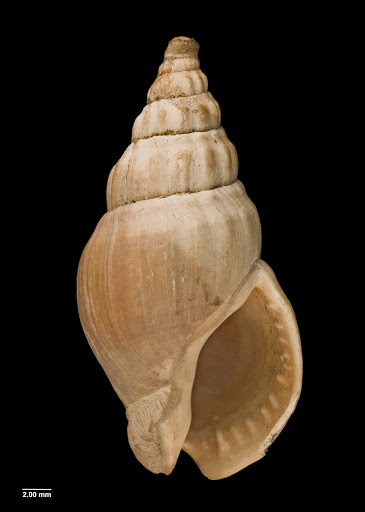 Cominella (Eucominia) elegantula (Finlay, 1926)