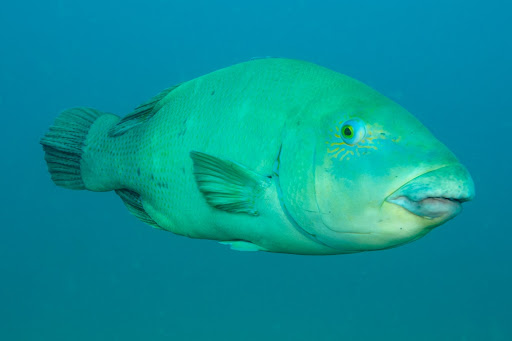 Eastern Blue Grouper (Achoerodus viridis)