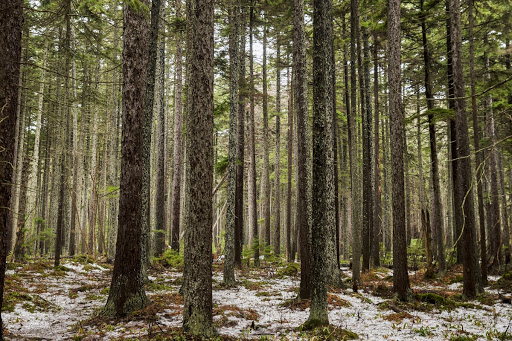 Shakhalin Spruce Forest