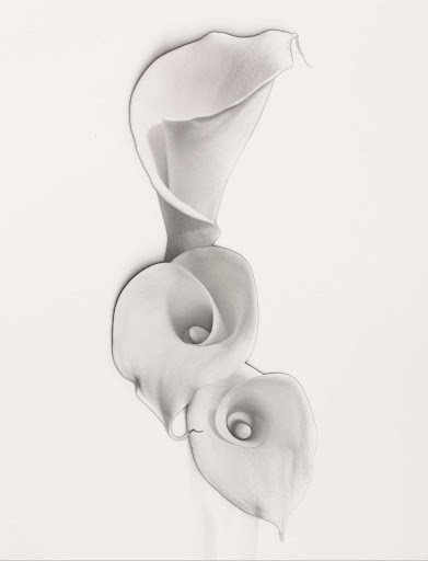 Solarized Calla Lilies