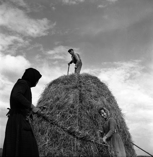 Θημωνιά χόρτου για ζωοτροφή, Θεσσαλικός κάμπος