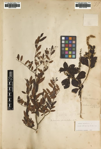 Clethra tomentosa Lam.