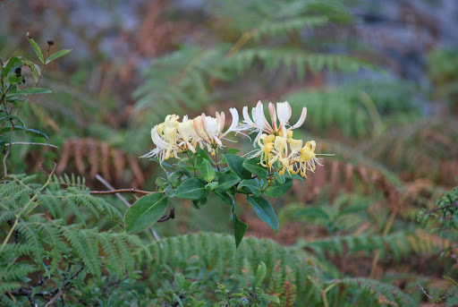 Honeysuckle