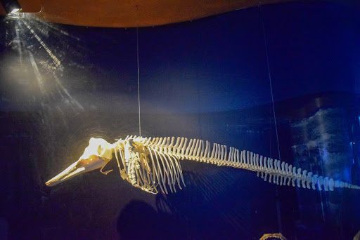 Stenella streaked skeleton
