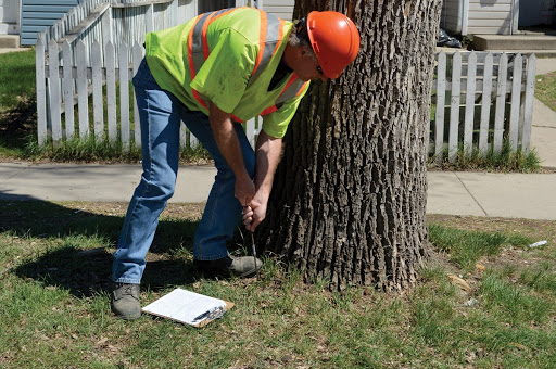 TreesAreGood Arborist Inspection