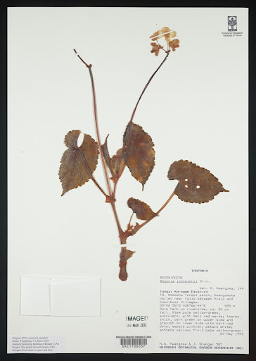 Begonia johnstonii specimen from Tanzania