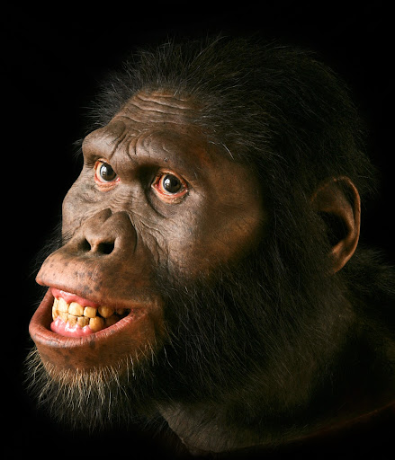 Reconstruction of Australopithecus africanus