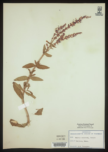 Lamiaceae specimen