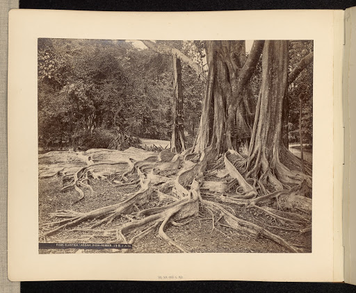 Ficus Elastica - Assam India - Rubber