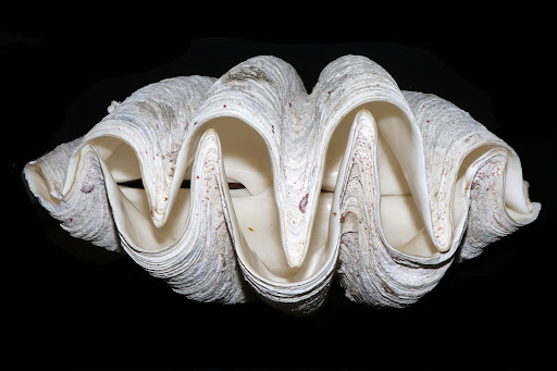 Giant Clam