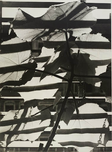 Zimmerlinde hinter Jalousie