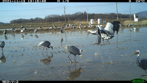 white-naped cranes 1
