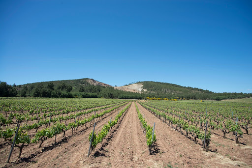 Vineyards of the D.O.P. Monterrei