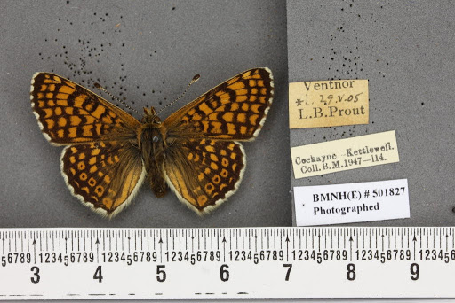 Melitaea cinxia (Linnaeus, 1758)