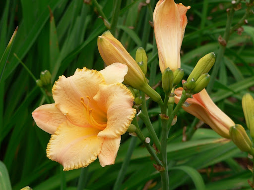 Fairy Filigree Daylily