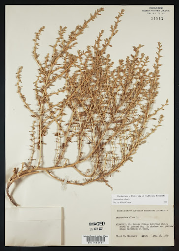 Amaranthus albus (common name Prostrate Pigweed) specimen