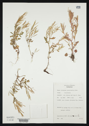 Cardamine pensylvanica (common name Pennsylvania Bittercress) specimen from Canada