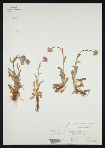 Erigeron uniflorus (common name Oneflower Fleabane) specimen from Greenland