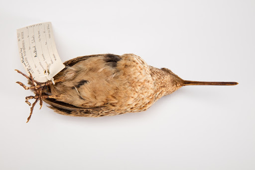 Coenocorypha aucklandica