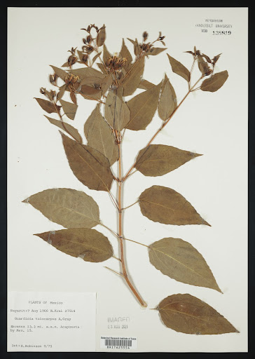 Guardiola specimen from Mexico