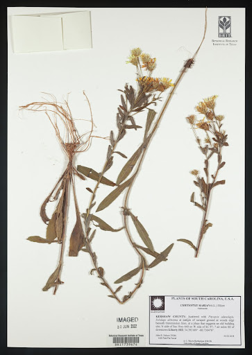 Asteraceae specimen from United States