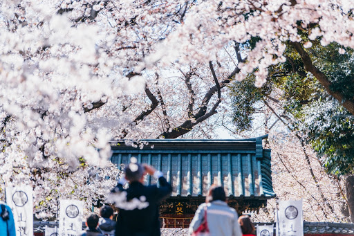 Ueno Toshogu shrine and Cherry Blossoms