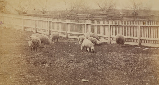 [Sheep in a Pasture on the Farm at Avondale, PA]