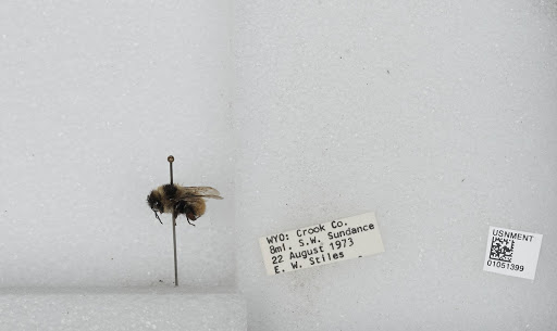 Bombus unidentified