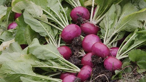 Heirloom Crop : Atsumi Turnip cultivated by slash-and-burn farming