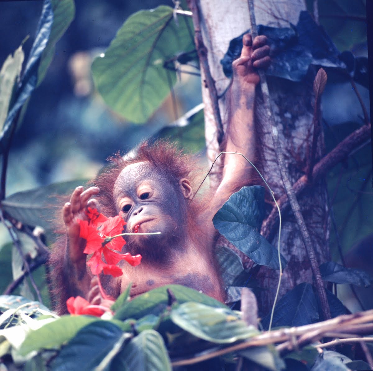Orangutans In Captivity - Sandakan, Soabah, And Malasia - Town In Br. North Borneo
