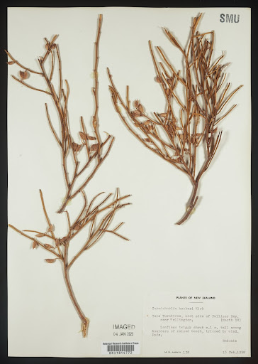 Carmichaelia (common name Legume) specimen