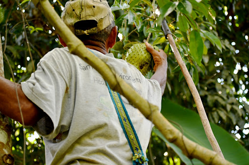 Soursop harvest