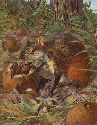 Brazil nut seed-dispersal