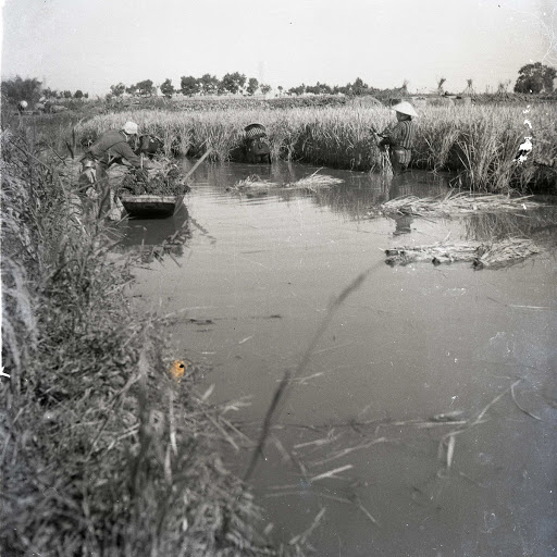 湛水地に於ける稲刈り