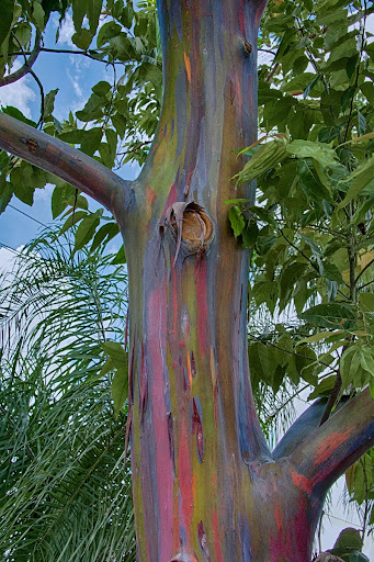 Rainbow eucalyptus (Eucalyptus deglupta)