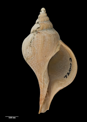 Aeneator delicatulus Powell, 1929