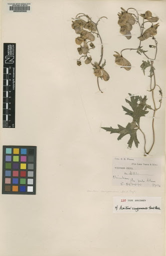 Aconitum sungpanense Hand.-Mazz.