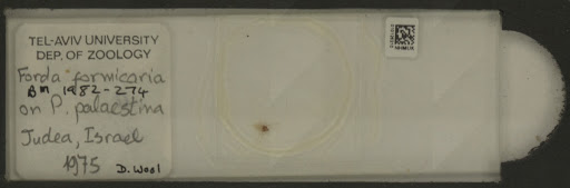 Forda formicaria von Heyden, 1837