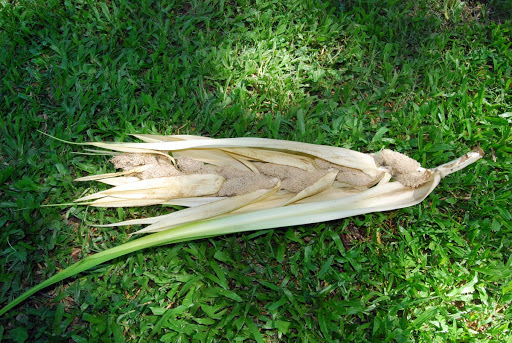 Male inflorescence of Pandanus tectorius 2