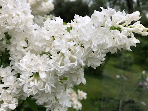 Syringa vulgaris 'McMaster Centennial'