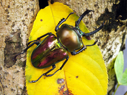Rainbow Stag Beetle