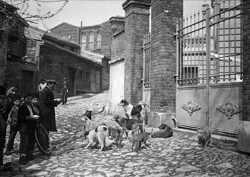 Street dogs in Galata through the eyes of a European traveler during a cruise in the Mediterranean abroad Cincinnati