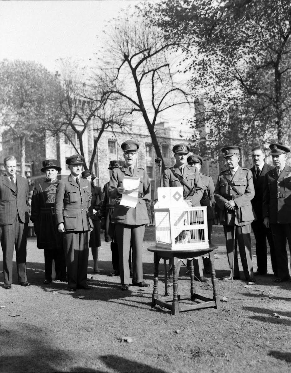 Dickin Medal Presented To U.S. Pigeon