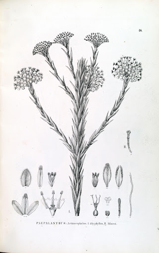 Vol. III, Part I, Fasc. 33 Plate 46