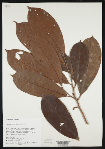 Tapura peruviana specimen from Peru