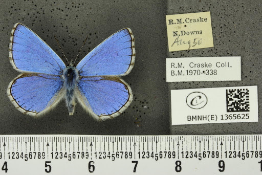 Lysandra bellargus (Rottemberg, 1775)