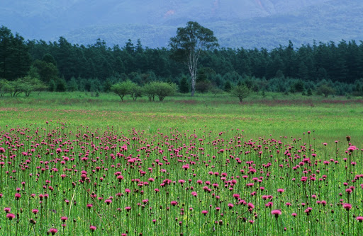 Crisium Japonicum and Ladies, Odashirogahara