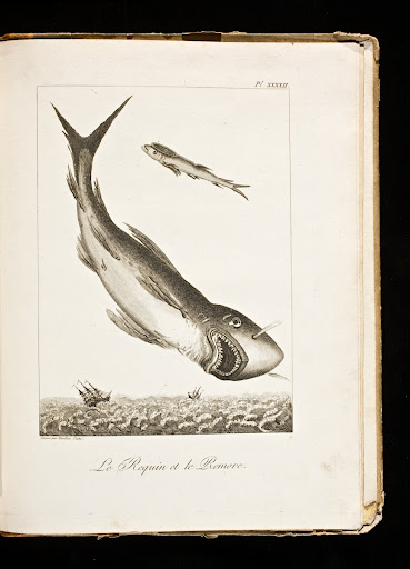 Plate XLII. Le Requin et le Remore, poissons