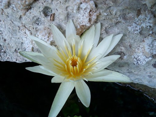Nymphaea ampla en cenote